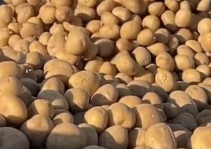 Potato harvest starts early in California