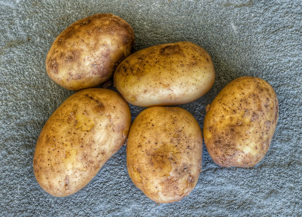 DMR6 has been described as a susceptibility gene in several potato crops, based on data that indicates increased resistance upon interruption of the gene function.