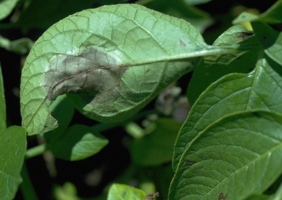 Late potato blight can't be conquered but should be reduced to a 'dull roar'